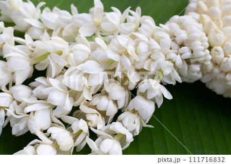 Thai white jasmine flower garland 111716832