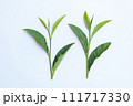 摘みたての新鮮な茶葉  111717330