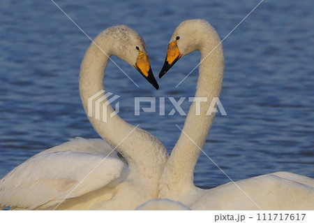 オオハクチョウ　ハート 111717617
