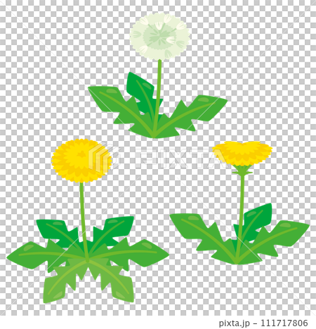 set of dandelions 111717806