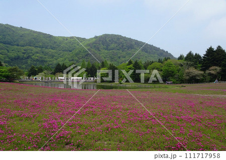 山梨県/芝桜と池の風景【富士本栖湖リゾート・5月】 山梨県/芝桜と池の風景【富士本栖湖リゾート・5月】 111717958