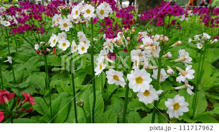 山梨県／サクラソウ【富士本栖湖リゾート・5月】 111717962