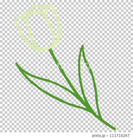 simple white tulip illustration 111718267