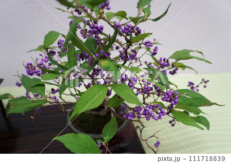 鉢植えの紫式部の実 111718839