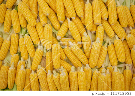 Background of fresh yellow corn Background of fresh yellow corn 111718952