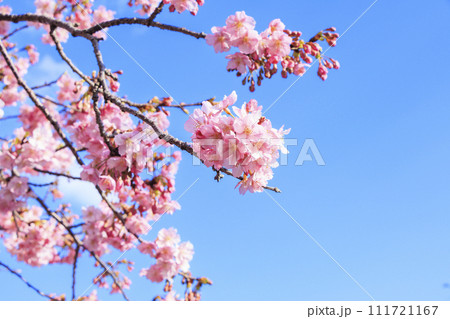 静岡県河津町の満開に咲く河津桜 111721167