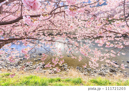 静岡県河津町の満開に咲く河津桜 111721203