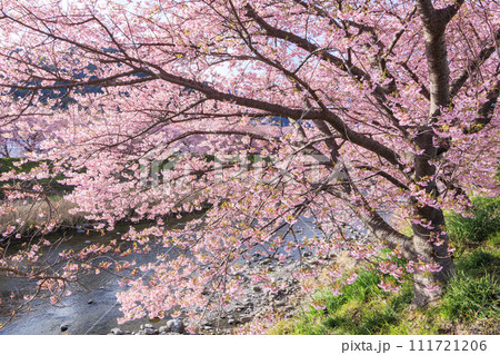 静岡県河津町の満開に咲く河津桜 静岡県河津町の満開に咲く河津桜 111721206