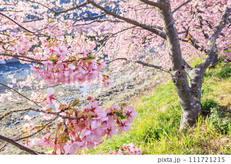 静岡県河津町の満開に咲く河津桜 111721215