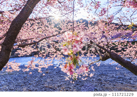 静岡県河津町の満開に咲く河津桜 111721229