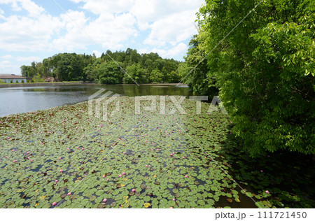 大池寺　弁天池　滋賀県甲賀市水口町 111721450