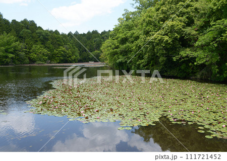 大池寺　弁天池　滋賀県甲賀市水口町 111721452