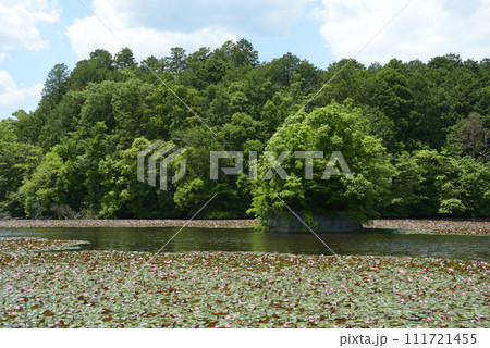 大池寺　弁天池　滋賀県甲賀市水口町 111721455
