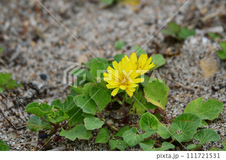 ハマニガナの花 ハマニガナの花 111721531