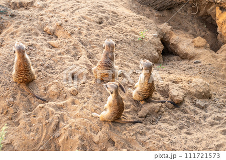 A group of cute meerkats. Meerkat Family are sunbathing. 111721573