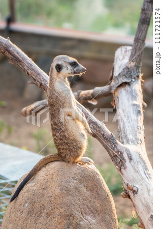 Meerkat, Suricata suricatta, on hind legs. Portrait of meerkat standing on hind legs with alert expression. Portrait of a funny meerkat sitting on its hind legs. 111721574