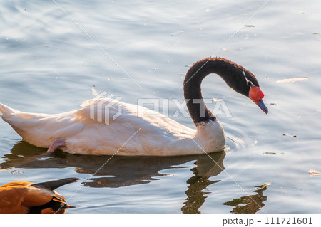 The black-necked swan, Cygnus melancoryphus, is a swan that is the largest waterfowl native to South America. The body plumage is white with a black neck and head and greyish bill The black-necked swan, Cygnus melancoryphus, is a swan that is the largest waterfowl native to South America. The body plumage is white with a black neck and head and greyish bill 111721601