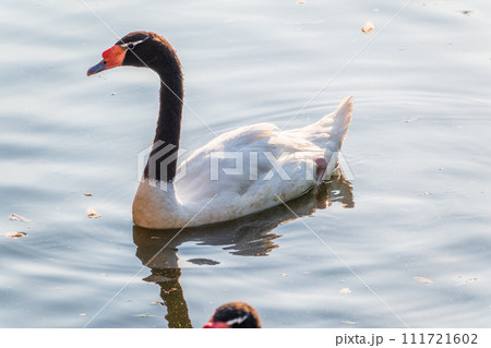 The black-necked swan, Cygnus melancoryphus, is a swan that is the largest waterfowl native to South America. The body plumage is white with a black neck and head and greyish bill The black-necked swan, Cygnus melancoryphus, is a swan that is the largest waterfowl native to South America. The body plumage is white with a black neck and head and greyish bill 111721602
