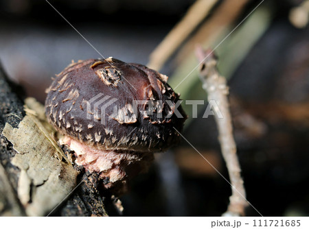 傘が開き始めてシイタケらしい姿に成長(自然光+ストロボ、マクロ接写撮影) 傘が開き始めてシイタケらしい姿に成長(自然光+ストロボ、マクロ接写撮影) 111721685