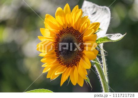 Close-up on the head of sunflower blooming, textures of stamens 111721728