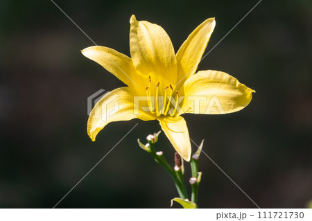 A yellow daylily flower, latin name Hemerocallis lilioasphodelus, at sunset. It is also known as the lemon daylily. 111721730