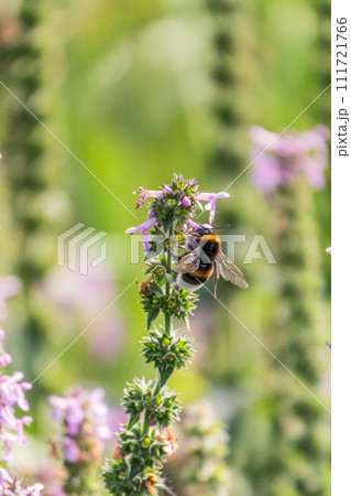 A bee collects pollen on Purple Betony flowers or Betony, Wood Betony, Bishopwort, Bishop's Wort. A bee collects pollen on Purple Betony flowers or Betony, Wood Betony, Bishopwort, Bishop's Wort. 111721766