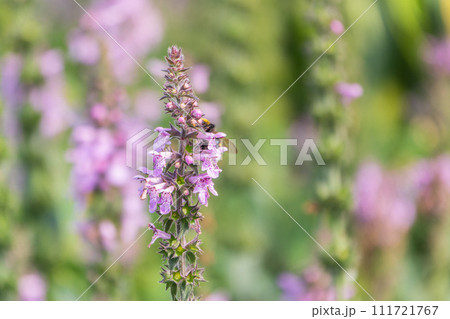 Close up of stachys officinalis, Betonica officinalis foliage. Close up of stachys officinalis, Betonica officinalis foliage. 111721767
