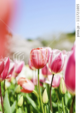 明るいピンクのチューリップの花々 111721805