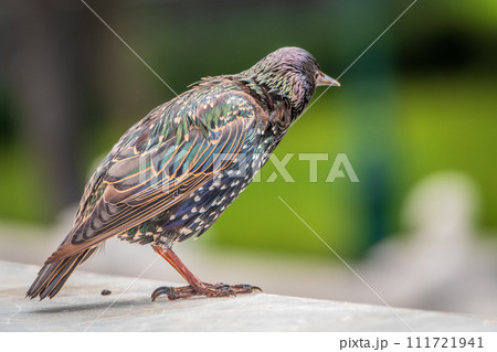 The common starling or Sturnus vulgaris or the European starling. Sitting on the fence in the garden in springtime. The common starling or Sturnus vulgaris or the European starling. Sitting on the fence in the garden in springtime. 111721941