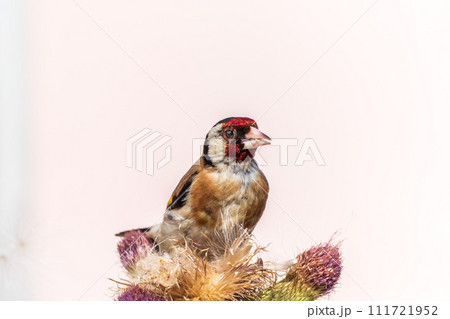 European goldfinch, feeding on the seeds of thistles. Carduelis carduelis. European goldfinch, feeding on the seeds of thistles. Carduelis carduelis. 111721952