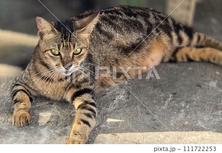 beautiful cute street cat with fluffy fur, a stray cat in the street beautiful cute street cat with fluffy fur, a stray cat in the street 111722253