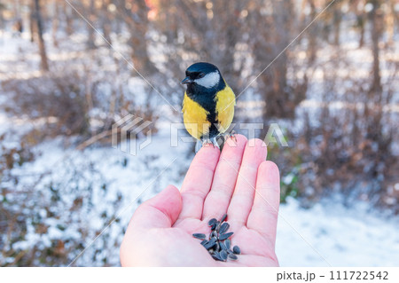 A tit sits on a man's hand and eats seeds. 111722542