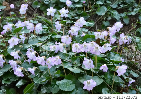 山中に群れて咲くイワウチワの花 山中に群れて咲くイワウチワの花 111722672