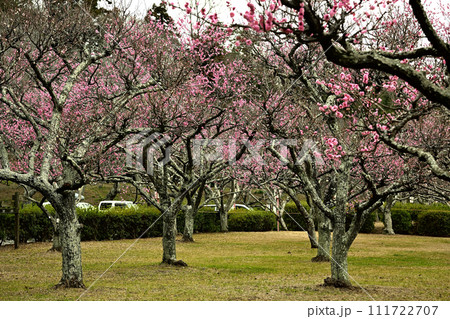 梅林 梅林 111722707