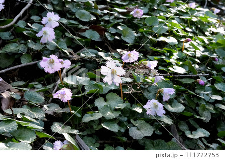 山中に咲くイワウチワの花 山中に咲くイワウチワの花 111722753