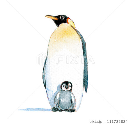 水彩で描いたペンギンのイラストのイラスト素材 [111722824] - PIXTA