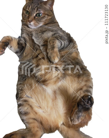 おなかふかふかねこ おなかふかふかねこ 111723130