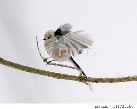 Long Tiled Tit - Aegithalos caudatus perched on twig in Winter. Long Tiled Tit with spread wings on branch. Beautiful Aegithalos caudatus flutters 111723166
