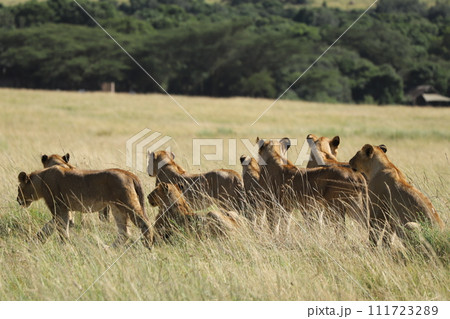 獲物を探すライオンの群れ 獲物を探すライオンの群れ 111723289