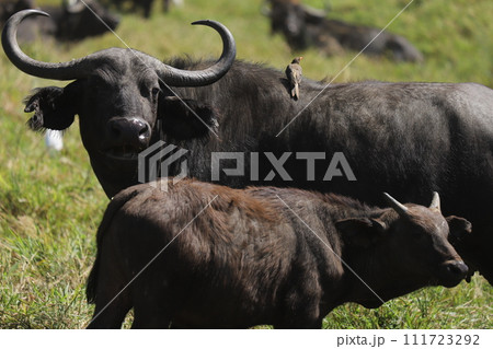 鳥を背中に乗せたバッファロー親子 111723292