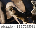 タイワンリス 111723541