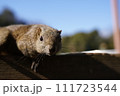 タイワンリス 111723544