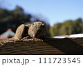 タイワンリス 111723545