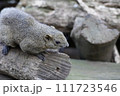 タイワンリス 111723546