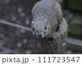 タイワンリス 111723547