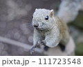 タイワンリス 111723548
