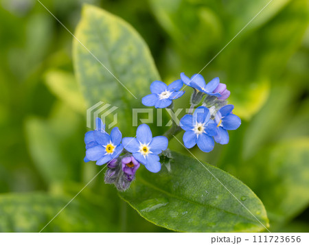 愛らしい勿忘草の花 愛らしい勿忘草の花 111723656