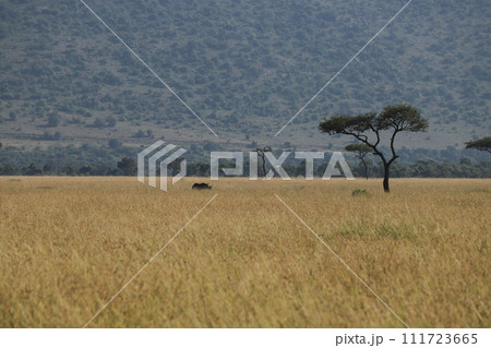 マサイマラ草原を歩く黒サイ 111723665