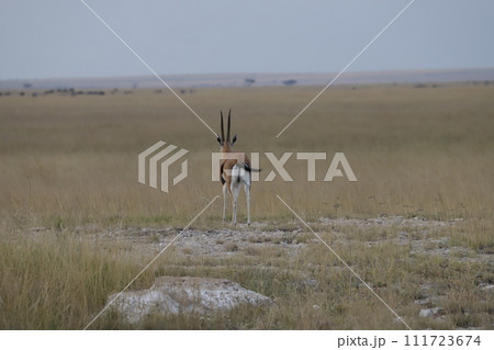 トムソンガゼルの後ろ姿 111723674