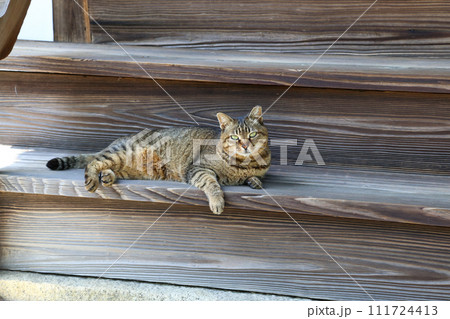 京都のお寺の境内で出会った猫 111724413